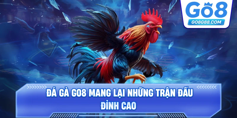 Đá Gà Go8 mang lại những trận đấu đỉnh cao.
